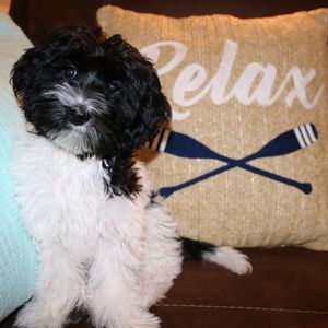 Meet your Posher, Summer